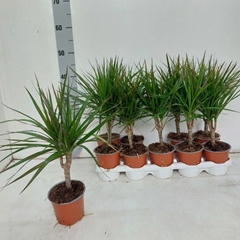Dracaena 12Ø 40cm