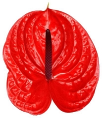 Anthurium Impulz 13cm Hd
