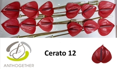 Anthurium Cerato 13cm Hd
