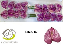 Anthurium Kaleo 11cm Hd