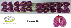 Anthurium Impreza 9cm Hd