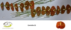 Anthurium Corniche 7cm Hd
