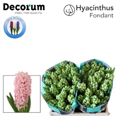 Hyacinthus Fondant 30cm 35-buds