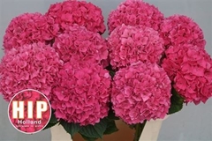Hydrangea Rodeo Red 80cm 18-20cm Hd
