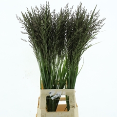 Calamagrostis Brachytricha 95cm