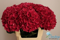 Hydrangea Rubyred 60cm 16-18cm Hd