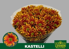 Chrysanth Spray Kastelli 70cm 85gr.