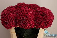 Hydrangea Rubyred 75cm 19-21cm Hd