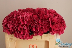Hydrangea Rubyred 50cm 14-16cm Hd