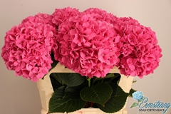 Hydrangea Glowing Alps 75cm 19-21cm Hd