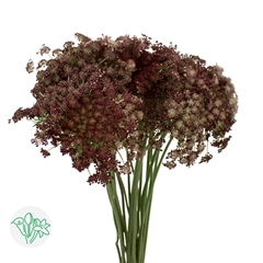 Daucus Carota Dara 75cm