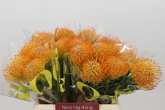 Leucospermum Ayoba Sun 40cm
