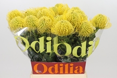 Leucospermum High Gold 50cm