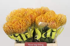 Leucospermum Ayoba Orange 40cm