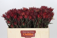 Leucadendron Salignum Blush 50cm Spray