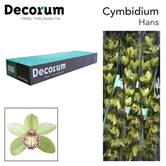 Cymbidium Hans 80cm