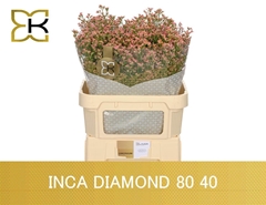 Limonium Inca Diamond 80cm 40gr.