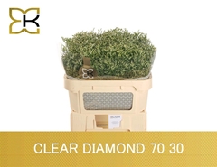 Limonium Sinense Clear Diamond 70cm 30gr.