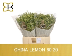 Limonium Sinense China Lemon 60cm 20gr.