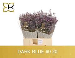 Limonium Safora Dark Blue 60cm 20gr.