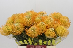 Leucospermum Jelena 40cm