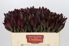 Leucadendron Safari Sunset 50cm