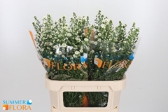 Aster Paquita 80cm 40gr.