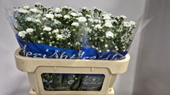 Aster Cassy 70cm 15gr.
