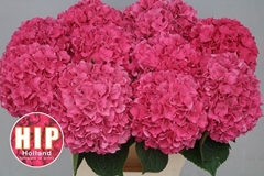 Hydrangea Rodeo Red 60cm 15-17cm Hd
