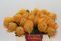 Leucospermum Soleil 35cm