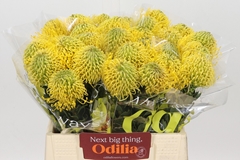 Leucospermum High Gold 40cm