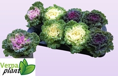 Brassica Oleracea 13Ø 20cm