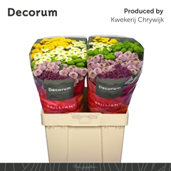 Chrysanth Santini Pompon Mix Per Bunch 55cm 58gr.
