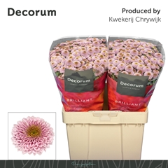 Chrysanth Santini Doria Pink 55cm 58gr.