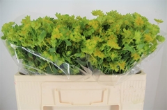 Bupleurum Rotundifolium 50cm