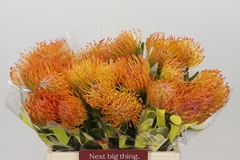 Leucospermum Ayoba Sun 40cm