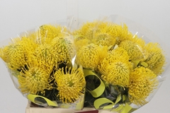 Leucospermum Ayoba Yellow 40cm