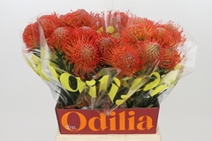 Leucospermum Succession 50cm