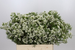 Chamelaucium Grace 60cm 25gr.