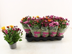 Chrysanth Mount Aubisque Mix 12Ø 28cm