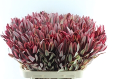 Leucadendron Jester 80cm
