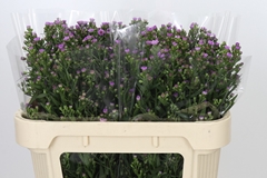 Aster Painted Lady 70cm 30gr.