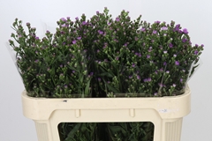 Aster Painted Lady 70cm 25gr.