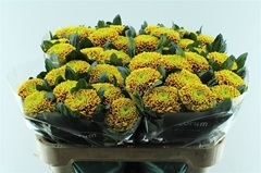 Chrysanth Single Tropicana 70cm 75gr.