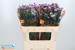 Aster Painted Lady 70cm 30gr.