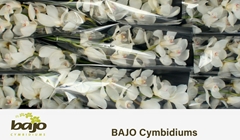 Cymbidium Antonella 60cm