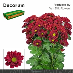 Chrysanth Spray Mexicano 70cm 90gr.