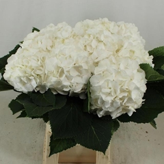Hydrangea White Verena 60cm 17-19cm Hd