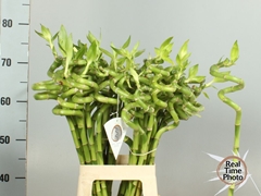 Dracaena Lucky Bamboo 70cm