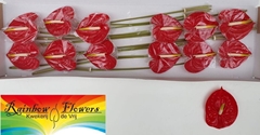 Anthurium Tropical 13cm Hd